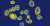 The Candida auris fungus is bad news.  - High mortality rate for sickest patients - Tough to eradicate once it gets into a facility - Rapidly evolving resistance against antifungals  Unfortunately cases tripled over the past few years. My latest @gri