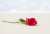 The sands of endless love
