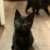 He gets cuter by the minute. #Nick #Kittens #CatsOfTwitter #MondayMotivation