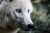 Kuduz nedeniyle 3 k&ouml;y karantinaya alındı    Twitter G&uuml;ndemi :  #GSvİST              Eskiden SeverdimHep              Buralar Dutluktu
