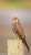 Someone patiently awaiting its moment in the golden sunlight. Nature's silent strategist, poised for opportunity.   #Birdsatgurgaon  #IndiAves @coolfunnytshirt @Canon_India