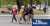 Escaped chimpanzee returns to Kharkiv zoo on keeper&rsquo;s bicycle