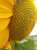 Sunflowers are made up of hundreds of smaller flowers in near perfect symmetry