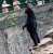 A zoo in china says its bears are real and not humans in disguise