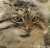 お鼻にもお口にも&hellip;  那須どうぶつ王国 2023.3.5   #那須どうぶつ王国  #マヌルネコ  #レフ