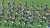 This song (What Does the Fox Say? by Ylvis) and the dance are currently super popular in Japan, especially in Hokkaido. And the dance is called 'Kitsune Dance (means Fox Dance)':    #KitsuneDance #きつねダンス #キツネダンス #日本ハムファイターズ