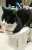 ポットで寛ぎ過ぎ・・   #猫  #ハチワレ猫  #アニマルエイド出身  #ハチワレは世界を救う協会