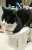 ポットで寛ぎ過ぎ・・   #猫  #ハチワレ猫  #アニマルエイド出身  #ハチワレは世界を救う協会