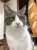#ハチワレは世界を救う協会