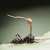 Sometimes, nature delivers something truly nightmarish. Take 'zombie fungus', for instance. Once an ant has been sprinkled with its spores, the parasitic fungus 'Ophiocordyceps unilateralis' penetrates the cuticle and begins to infect the ant&rsquo;s
