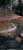 lando norris&rsquo; view during the entire canadian grand prix