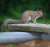 Squirrel   #squirrel #cuteanimal #nature #NaturePhotography #naturelover #naturelovers #NatureBeauty #nature_photo #natureisamazing #natureshot #natureshots #NatureIsBeautiful #NatureAmazing #nature_perfection #natureisbeautiful #naturephotograph #na