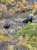 I like these kind of neighbors. The view from our future homesite. #moose #parkcity #fallcolors