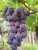 Star Shaped Grapes from Japan. ! Yum