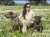 @malenanevado : Diputada de @VOX_Congreso por C&aacute;ceres.  Amante de la Naturaleza,el Campo y sus perros.  Pero los par&aacute;sitos comunistas @ionebelarra calumnian que los de VOX maltratamos a los perros.  Ellos s&iacute; que van a acabar con 