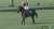 #スタニングローズ が、紫苑ステークス(GIII)を優勝！  3歳牝馬最後の一冠へ！3着以内の馬には、秋華賞(GI)への優先出走権が与えられるよ。本番でも頑張ってほしいね！おめでとう！  #JRA #JRAFUN #紫苑ステークス #坂井瑠星