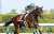 【#セントウルステークス】中京競馬場で行われたセントウルステークス（GII）は池添謙一騎手騎乗の1番人気メイケイエールがレコードV！ 重賞6勝目を達成しました！ #競馬 #keiba #JRAVAN #セントウルS