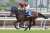 #香港国際競走 #香港マイル #シュネルマイスター #ダノンスコーピオン