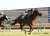 【#ダイヤモンドステークス】東京競馬場で行われたダイヤモンドステークス（GIII）は西村淳也騎手騎乗の2番人気ミクソロジーがレコード勝ち！ 重賞初制覇を果たしました！ #ダイヤモンドS