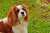 クリス・コロンバスの脚本だとギズモもグレムリンになる展開なのに スピルバーグの飼ってるコッカスパニエル犬をモデルにしてギズモをデザインしたらスピルバーグが萌え狂って、 「こんなに可愛い子をグレムリンにするなんてダメ！」と言い出して脚本が全然変わってしまった話好き #グレムリン