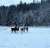 .Happy weanlings! \ud83e\udd0d -7 C today and they love to play outside in the snow. 2023 foal croup has been a blessing and this 5 ones stay with us are my favorites \u2728