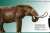 Fun mastodon facts! These magnificent creatures once roamed north and Central America. Unlike grassland dwelling mammoths, they preferred forests and ate leaves. They were likely social animals, similar to modern day elephants. For more information, 