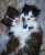 Br&ouml;sel und Kr&uuml;melinchen sind krank. Ganz artig sind sie heute im Bettchen geblieben.  wir haben ein Limping Kitten Syndrom. Eine Gelenkentz&uuml;ndung mit Fieber  #CatsOfTwitter #cats #kitten #catsofinstagram