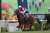 【おめでとうウインマリリン！】 #競馬  #ウインマリリン  #香港ヴァーズ  #G1初制覇  #スクリーンヒーロー