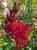 こんにちは  今日はあまり気温が上がりませんね  体調を崩さない様に気をつけましょう  午後もよろしくお願いします  #デイゴ #沖縄の県花