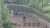 【#須貝厩舎】 G1馬2頭の豪華すぎる坂路競演  #ドルチェモア　前走サウジアラビアRC一週前追いきりでソダシと併入  #ソダシ の調教パートナー #朝日杯フューチュリティステークス 制す  2頭の共通点 ・スタート抜群で前目からいい脚が使える ・無傷の3連勝、1番人気で2歳G1制覇#阪神JF #朝日杯FS