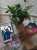 I received my The Last 10 Years photobook! Another addition to my growing Konichan merch collection.  Thank you @20thPageShop_PH  \ud83d\udc96  #小松菜奈 #坂口健太郎 #余命10年