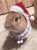 クリスマスイブ  #うさぎ #うさぎのいる暮らし #うさぎ好きさんと繋がりたい
