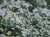 斜面一面に咲く野菊が綺麗でした\u2741  #神戸市立森林植物園  OLYMPUS PEN Lite E-PL6 M.ZUIKO DIGITAL ED 75mm F1.8