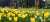 Tulips blooming in Delhi are making this spring a bit special!   Earlier, NDMC procured & planted 40,000 bulbs of Tulips.   This year 1.4 Lakh bulbs were planted and next year 5 lakh bulbs will be planted in NDMC & MCD areas.  Slowly but sure