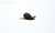 Buzzard in flight.  #birdwatching #birds #BirdsOfTwitter #BirdTwitter #TwitterNatureCommunity #twitterbird