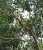 I saw 4 Mistle Thrush in my local Churchyard. #birds #BirdsOfTwitter #TwitterNatureCommunity #birding #birdwatching #twitterbird
