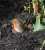 Good morning everyone     #nature #NatureBeauty #robin #birds #birdphotography #outdoors  #MondayMotivaton #Nikon #nikonphotography @UKNikon