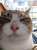 雪にひく猫 #雪の日の猫 #猫のいる暮らし #猫がいる幸せ #大雪警報
