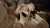 Flora #sleeping on me  . . . #friends #friendship #dogs #dogsofinstagram #doglover #doglovers #cutedogs #nap #jackrussellterrier #jackrussell #jackrusselllovers #dogslife #parsonrussellterrier #parsonrussell #parsonrussellsofinstagram #puppylove #pup