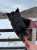 #ウイニングチケット の訃報に衝撃を受けております。私は昨年3回会う事ができましたが、いつも元気に走り回り、穏やかに草をはんでいる姿が印象的でした。天国でビワハヤヒデ・ナリタタイシンと共に、BNWで久々の走りを楽しんでいる事と思います。本当にありがとう。お疲れ様でした。　#チケゾー