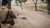 \ud83d\uddd3\ufe0f#الجزائر  \ud83c\udde9\ud83c\uddff #مجازر_8_ماي_1945  The massacres of 8 May 1945 unforgettable crimes