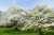 USDA Hardiness Zones indicate the swaths of the country where various plants can grow, based on minimum winter temperatures. White dogwood trees grow in Zones 5-9, across most of the country except for very far north and very far so