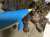 #メニエール病 あるある  聴力検査するとき  ・音は聞こえないけど振動だけ感じる ・あれ？これ、耳鳴りか！？間違えて押しちゃったとポチポチしちゃって看護師さんに「ちゃんと推し続けてください」と怒られる \u25b6\ufe0f︎え、え？耳鳴り？どっち！？と、ただでさえ混乱してて看護師さんに説明できない