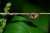 Ophiocordyceps on Fly. #insectphotography #fungus #death #nature #strangebuttrue  Art by Matt Fox   New artwork posted daily.