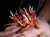 Un Ophiocordyceps caloceroides creciendo en el cuerpo (muerto) de una tarantula. (si, c&oacute;mo el de #lastofus )