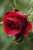 Happy Sunday, my friends   #Buongiorno  #BuongiornoATutti #domenica #8gennaio   Scorpions - Born To Touch Your Feelings