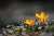 WBC　日本代表の　ヌートバー選手  私と仕事を一時期いっしょにしていた方の 甥っ子さんなんです  だから仕事仲間の間では　みんなが親戚のおばちゃんになったみたいに　盛り上がってます＼(^o^)／  たっちゃん　今夜も頑張って  武蔵丘陵森林公園　花散歩\u2469 ～クロッカスとオオイヌノフグリ～