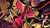 The Edgy Snake Boi is here!!!!  Sorry it's a bit late, this one just took me a long time. ESPECIALLY the background. (timelapse in replies) #HazbinHotel #HazbinHotelFanart #hazbinhotelsirpentious #sirpentious #art #ArtistOnTwitter #digitalart #Digita