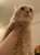 一番好きなライオンキングやってる うちの猫も大興奮 猫の名前はムファサ いずれ王になる #ライオン・キング  #ライオンキング #ムファサ #猫