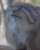 ㅤㅤ なんだか笑ってるように見えますˊ˗ ㅤㅤ #那須どうぶつ王国 #マヌルネコ #pallascat  #animal #zoo